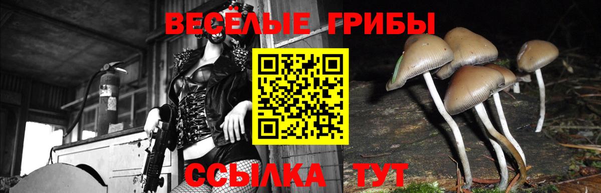 Псилоцибиновые грибы Psilocybe  Псилоцибиновые грибы мицелий  Вход с VPN  Отрадное 